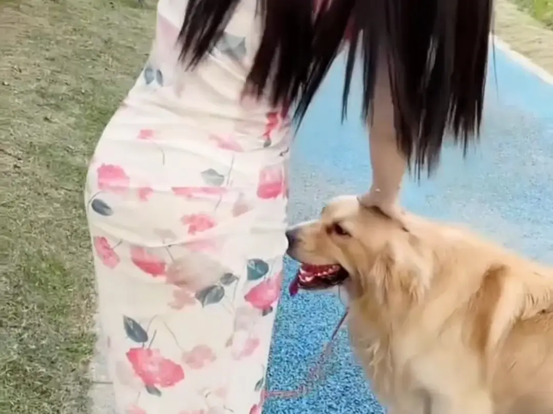 《抖音香香公主与爱犬金毛》完整版在线免费观看-直播回放网盘资源免费领取-抖音香香公主与爱犬金毛视频全集