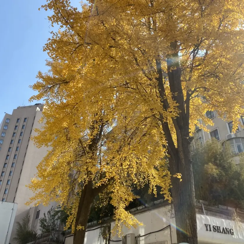 《婚婚逢她》短剧全季无删减版-免费高清在线观看婚婚逢她全集-《婚婚逢她》1080P画质迅雷夸克网盘资源下载