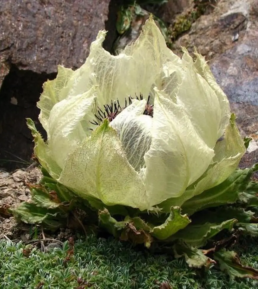 《禁忌凝视》欧美电影未删减版 - 高清1080P在线播放 - 全集免费观看剧情片